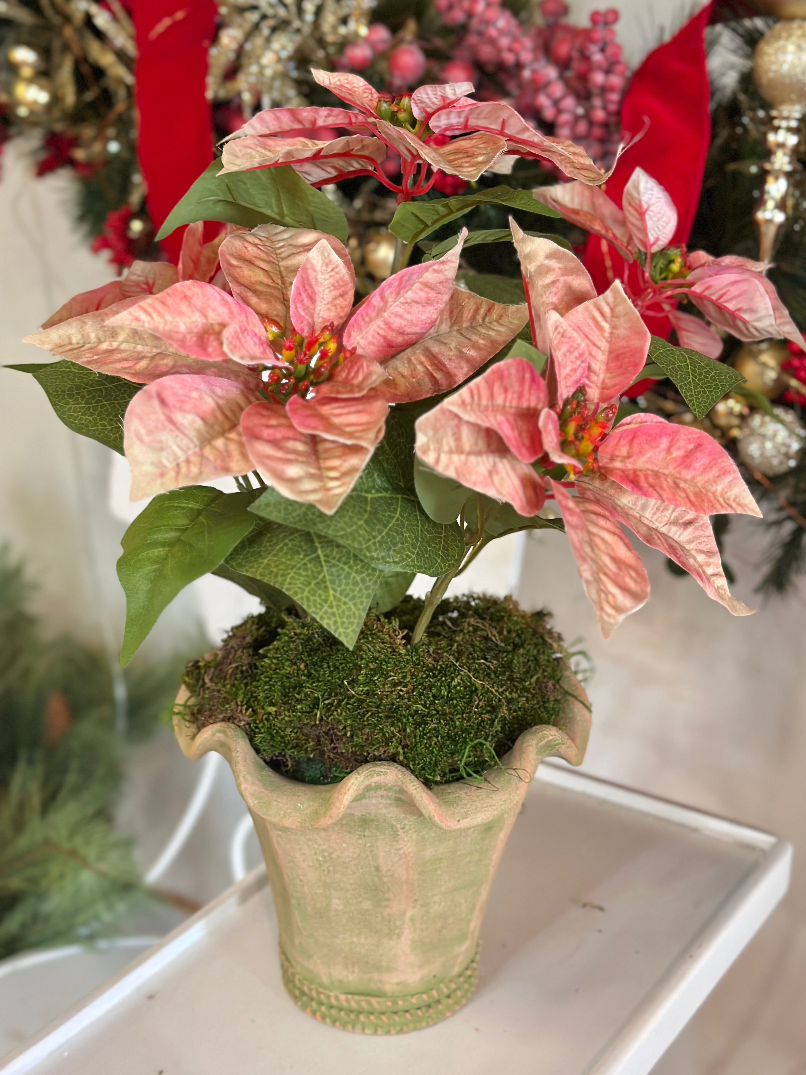 Botanical Collection Potted Poinsettias (Green Distressed Pot)
