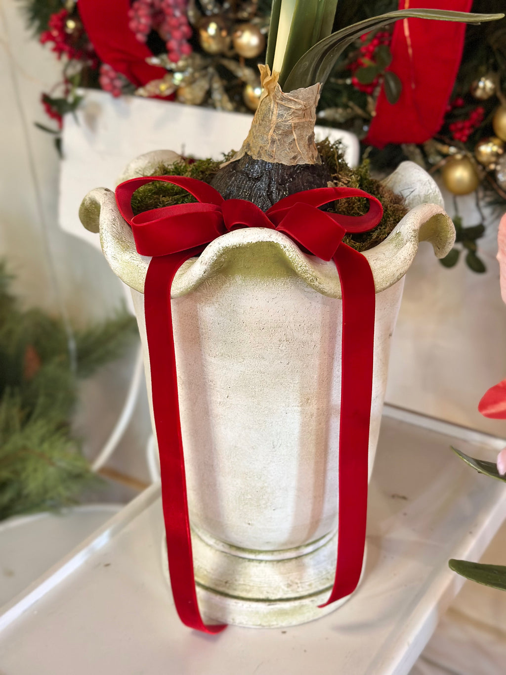 Potted Pink Amaryllis with Classic Red Velvet Bow