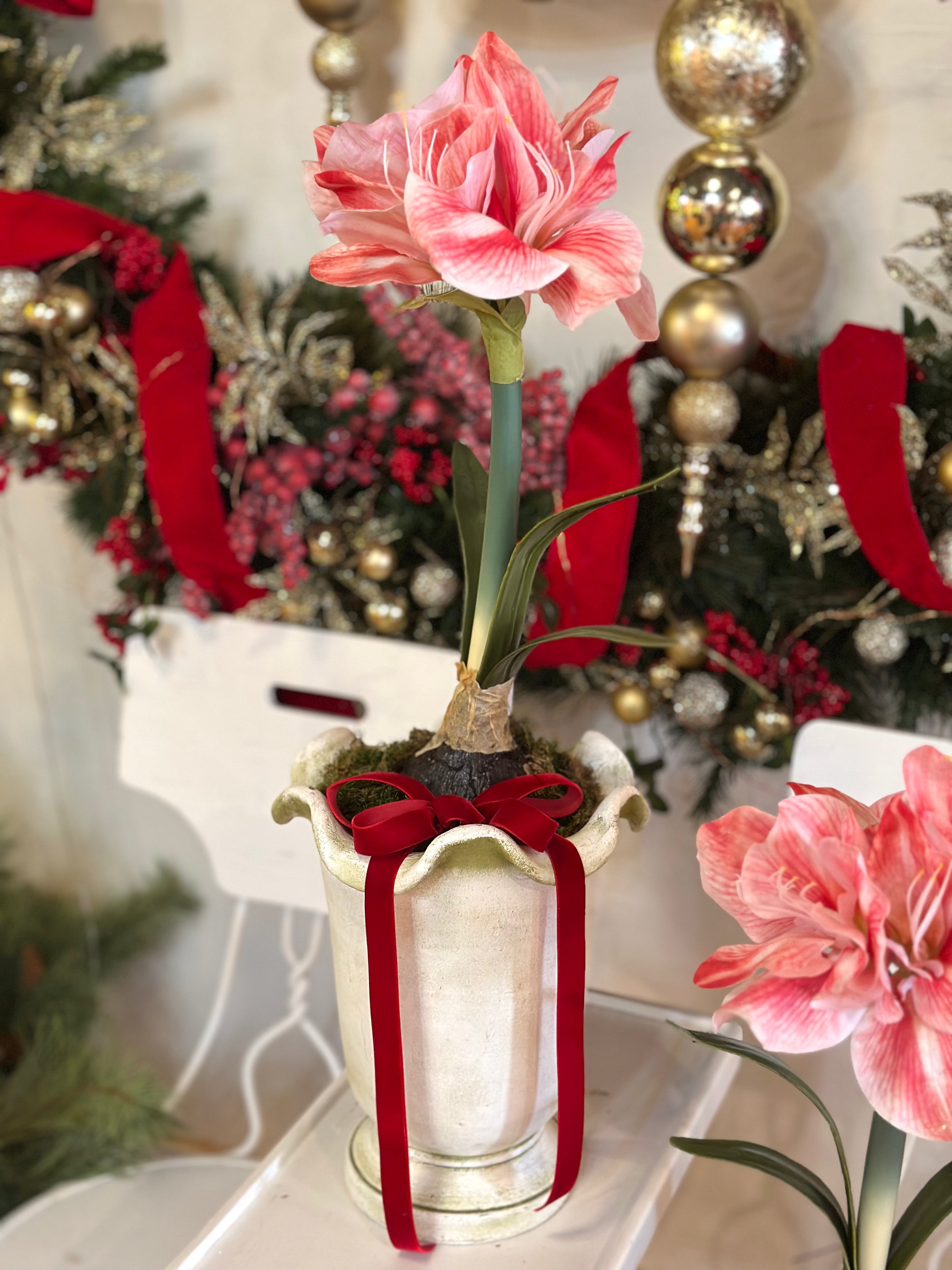 Potted Pink Amaryllis with Classic Red Velvet Bow
