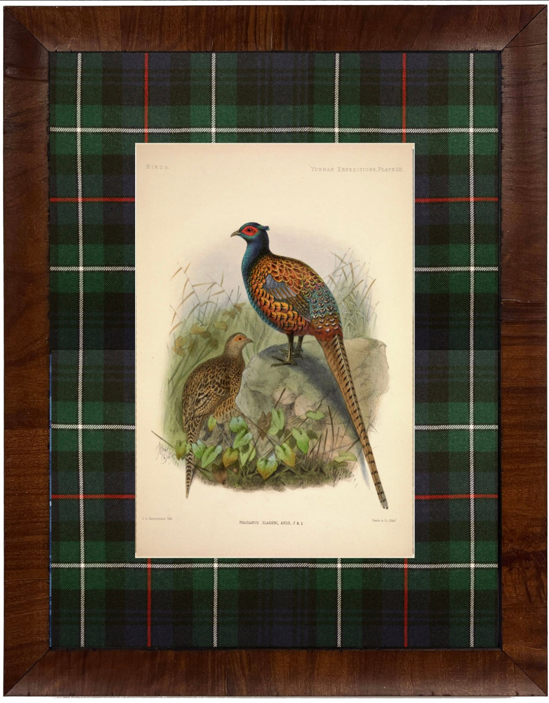 Vintage Pheasant Painting