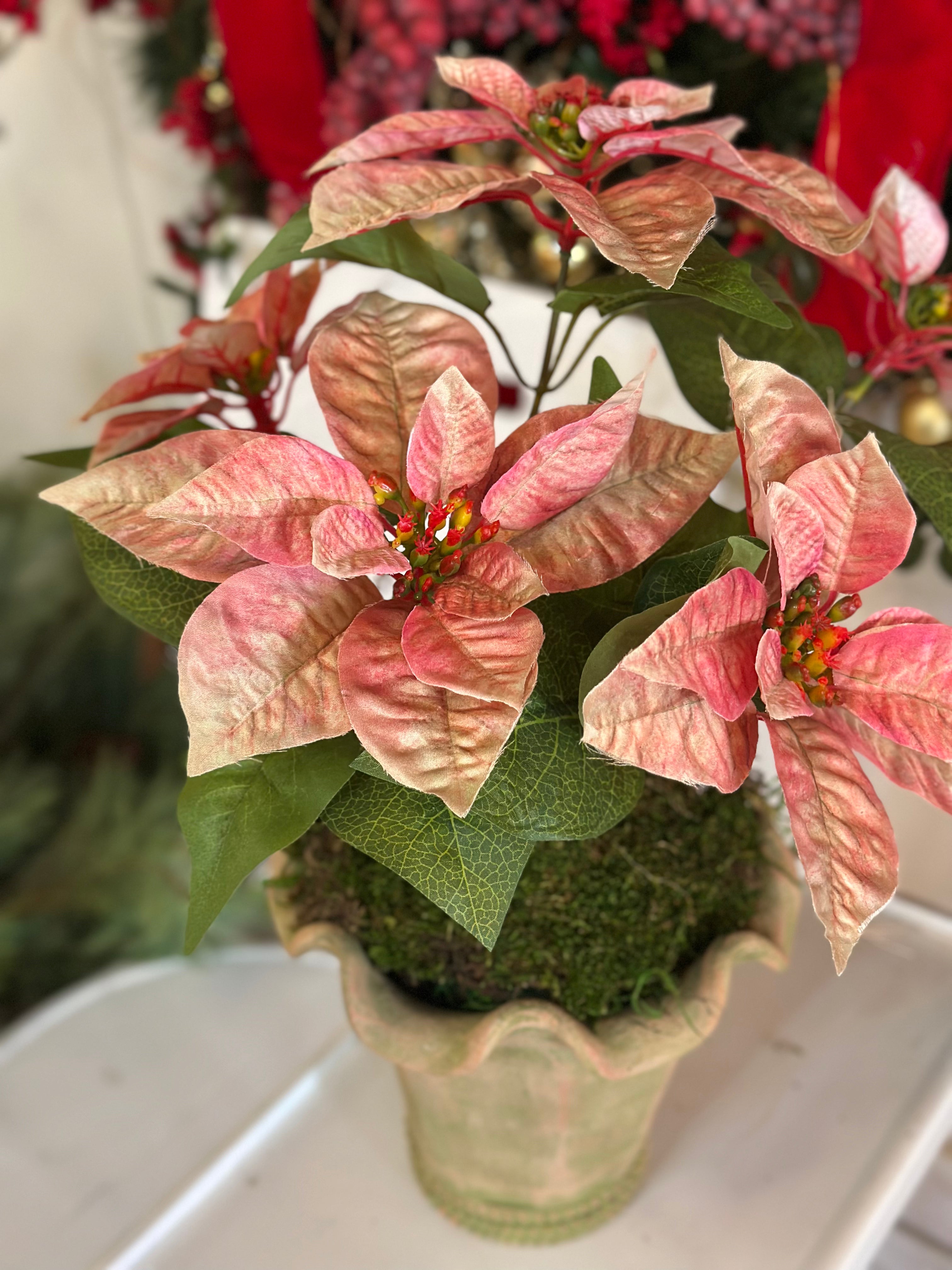 Botanical Collection Potted Poinsettias (Green Distressed Pot)