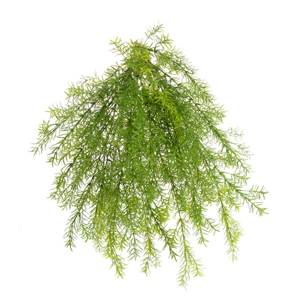 23” Hanging Sprengeri Fern