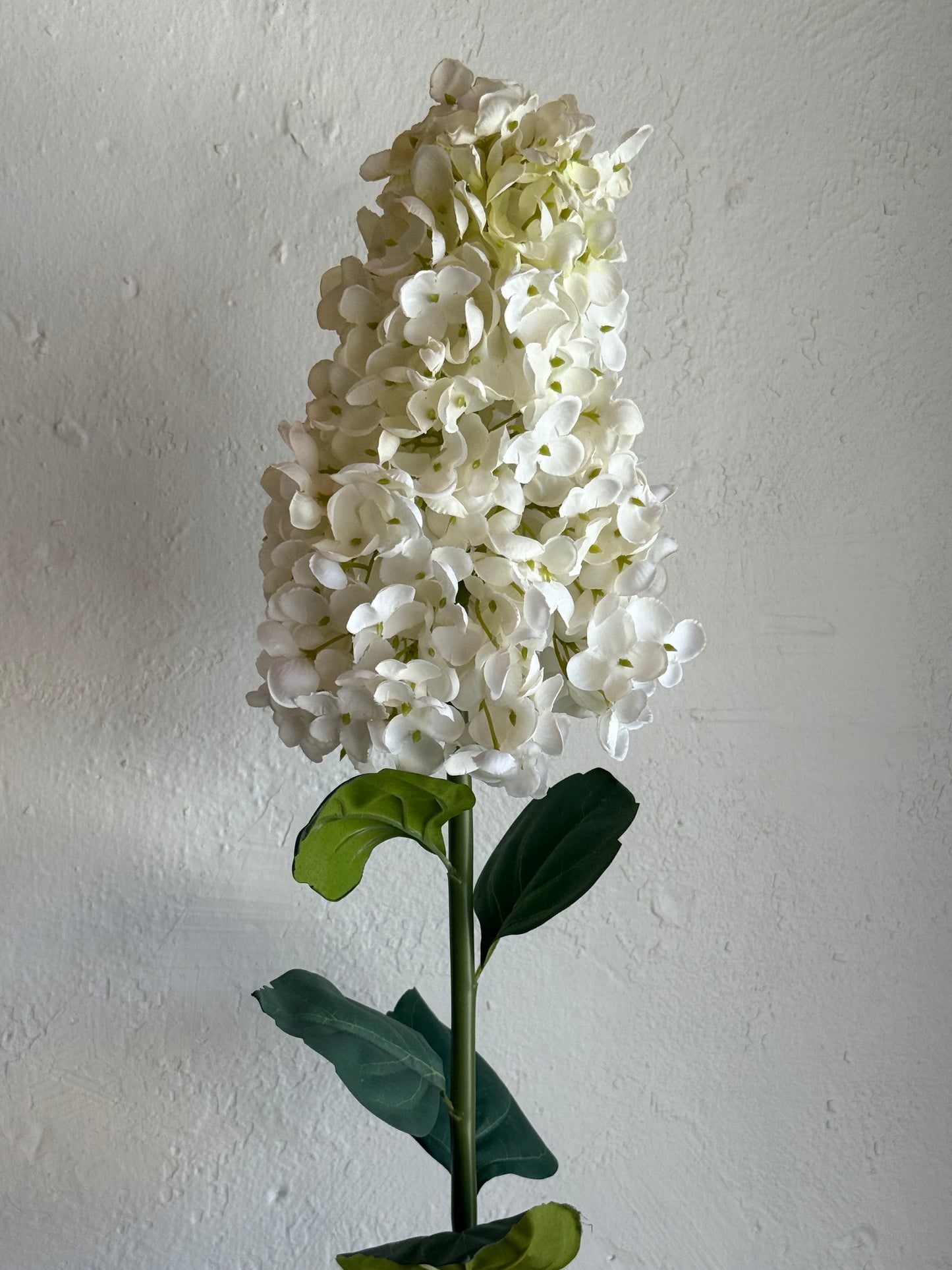 36” Peegee Hydrangea, Candlelight