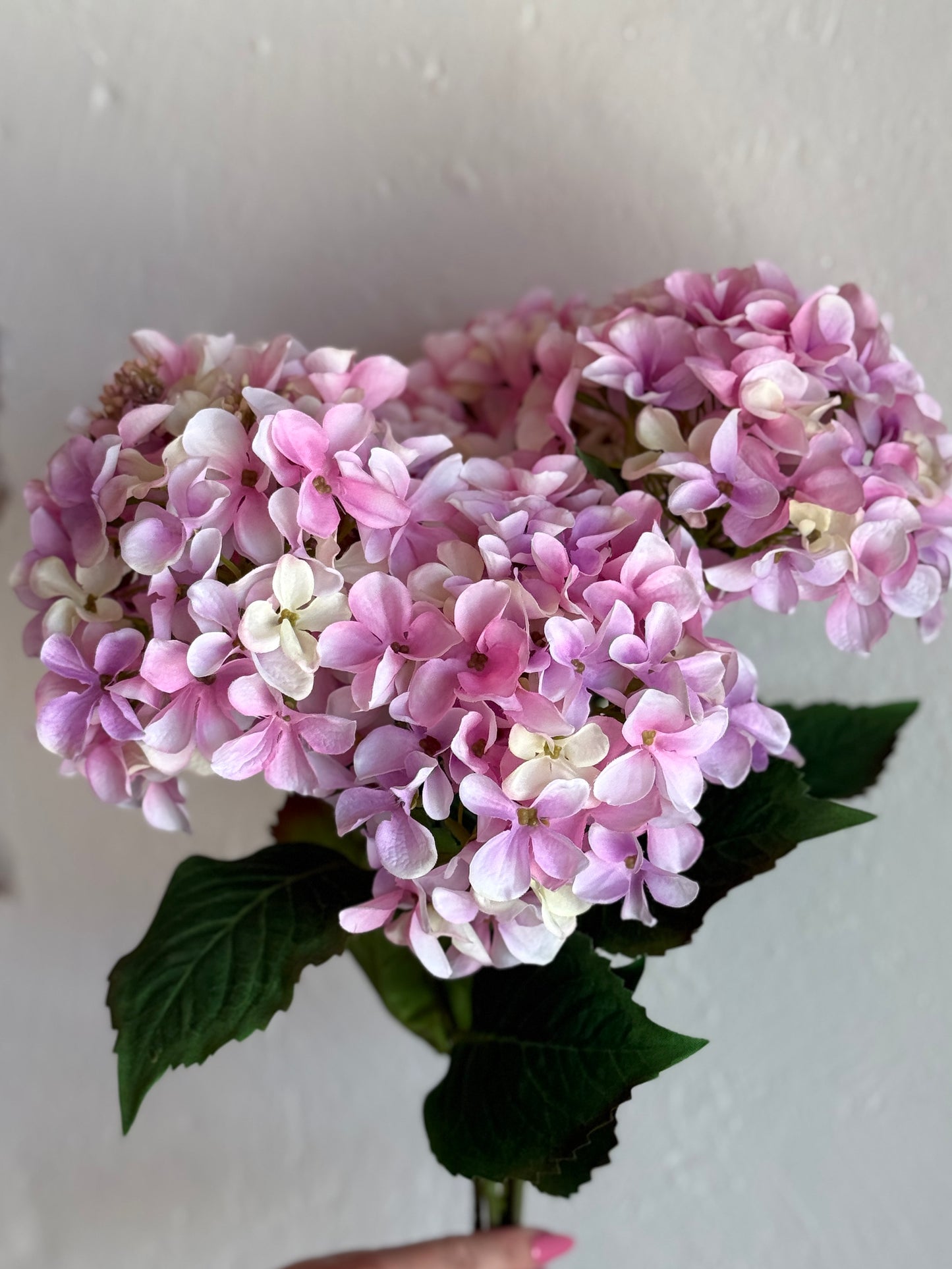 Hydrangea Bush x5, Pink