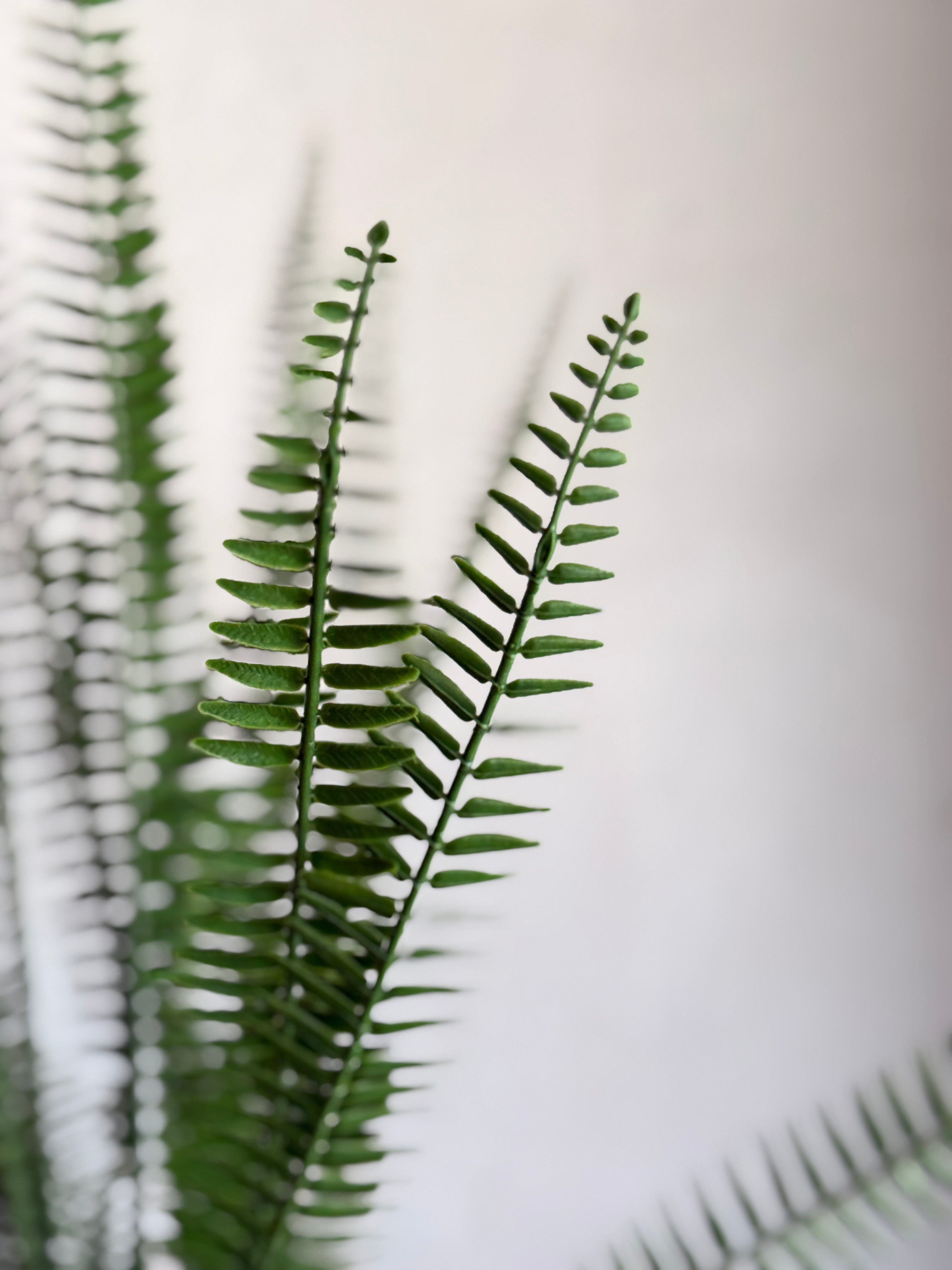 34” UV PROOF SHARON FERN BUSH