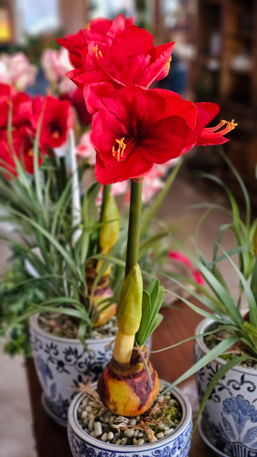 Potted Amaryllis in Medium Willow Container