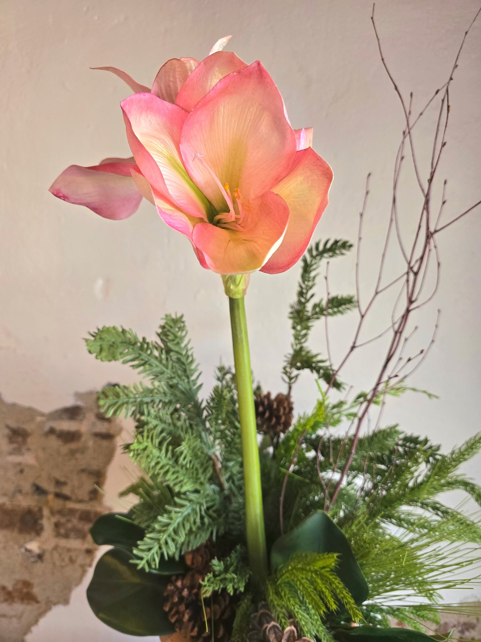 Potted Amaryllis with Evergreen Mix
