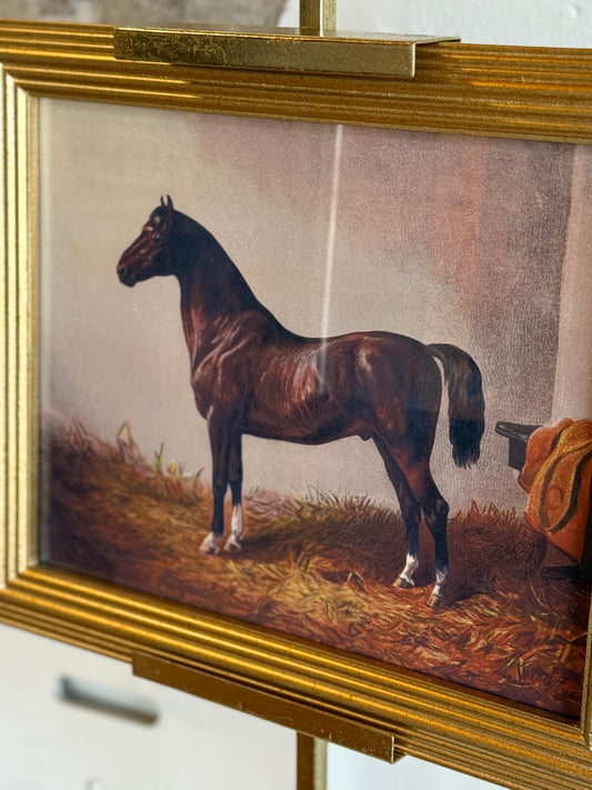 Classic Sporting Horse Framed Portrait