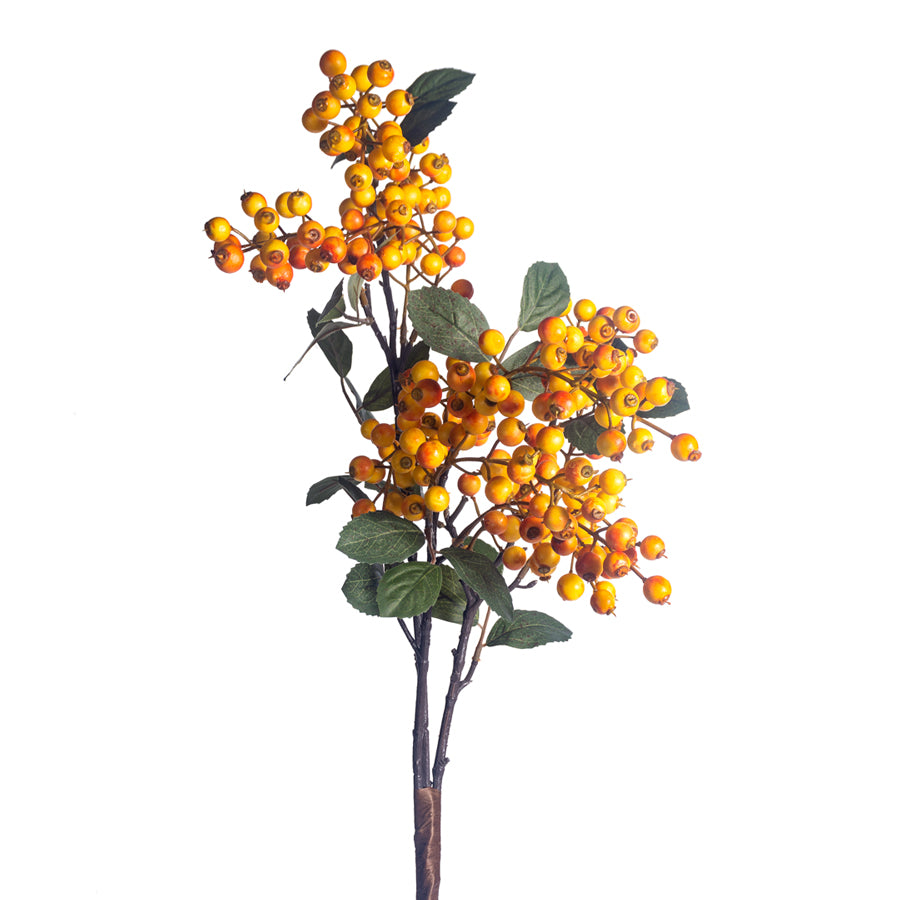 GOLD GOOSEBERRY BUSH