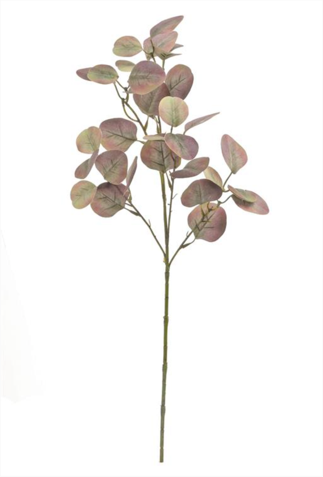 Smoketree Leaf Spray