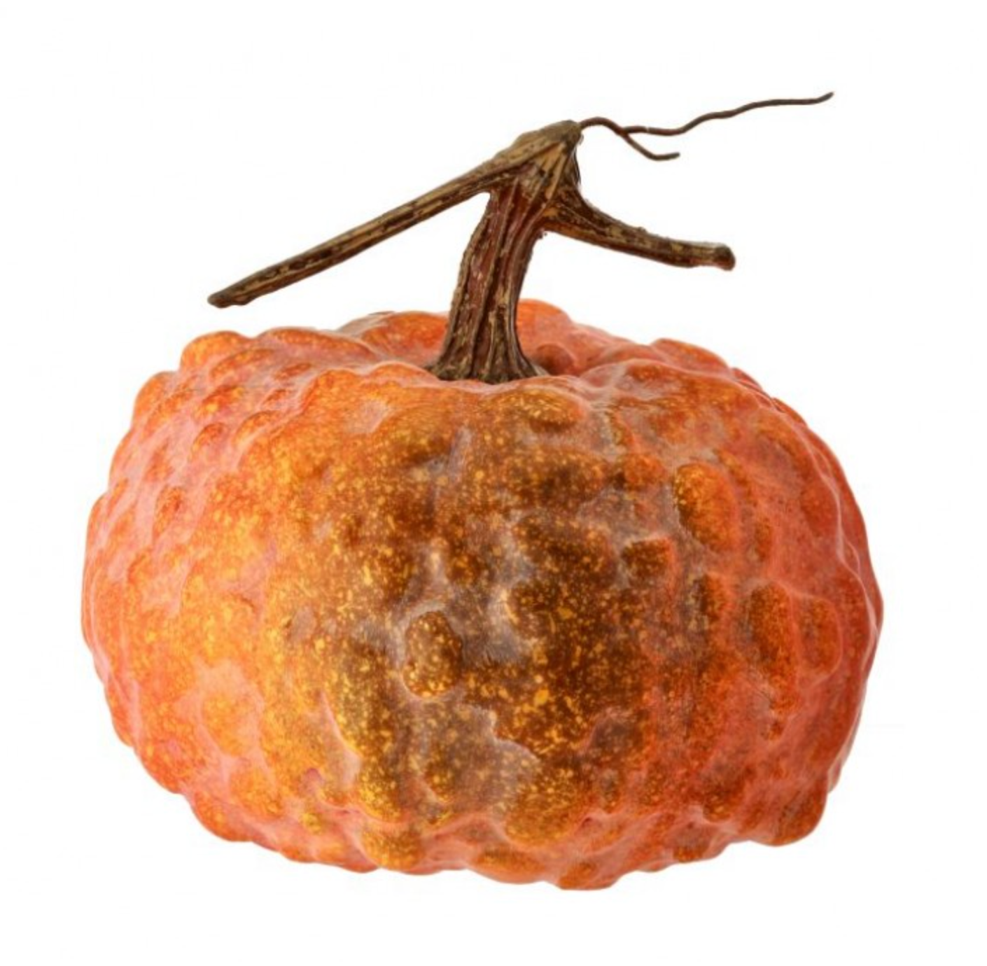 Latex Hybrid Pumpkin