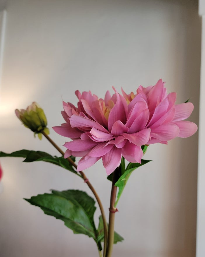 Pink with soft yellow center Dahlia