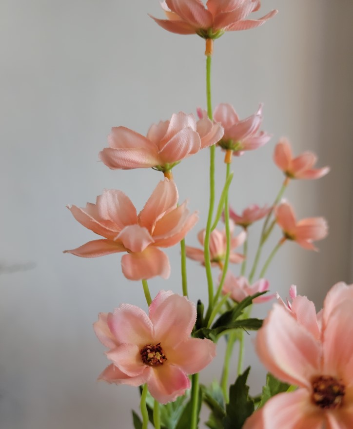 PEACH- MINI COSMOS SPRAY, 27”