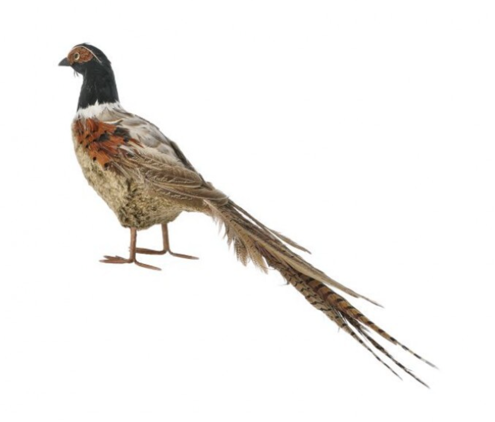 20" Feather Pheasant w/ Tail
