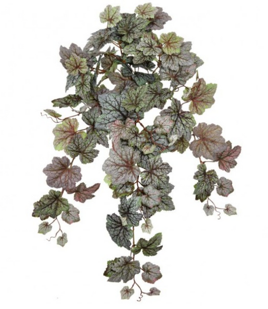 24" Hanging Rex Begonia Plant