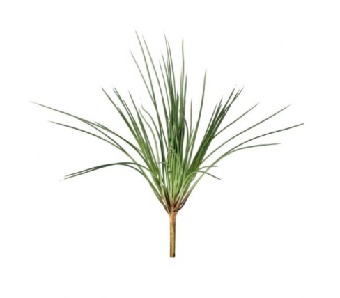 17.5" Onion Grass Bush