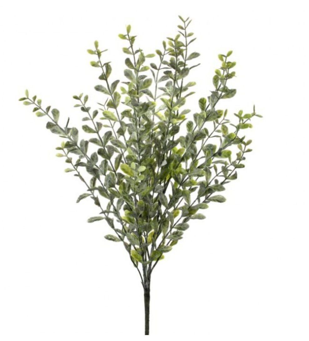 23" Frosted Boxwood Bush