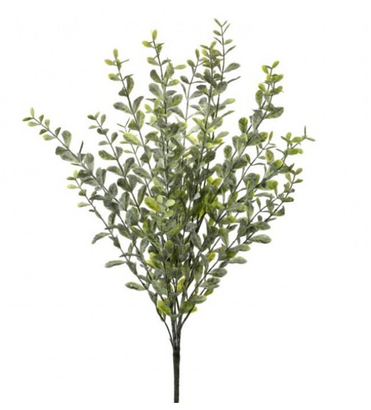 23" Frosted Boxwood Bush