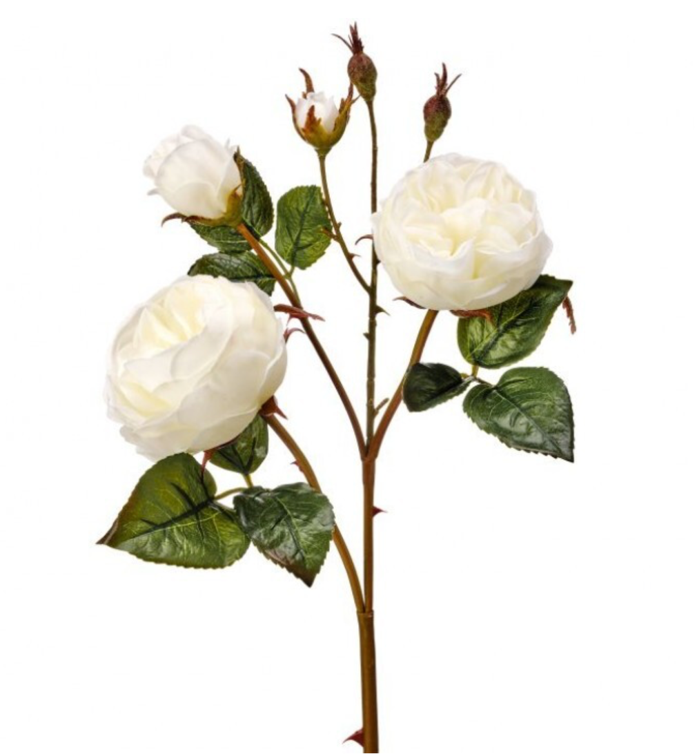 23.5" Just Cut Cabbage Rose