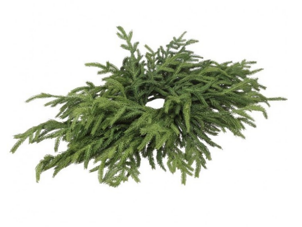 *ONLINE EXCLUSIVE!* 24" JUST CUT NORFOLK PINE CENTERPIECE