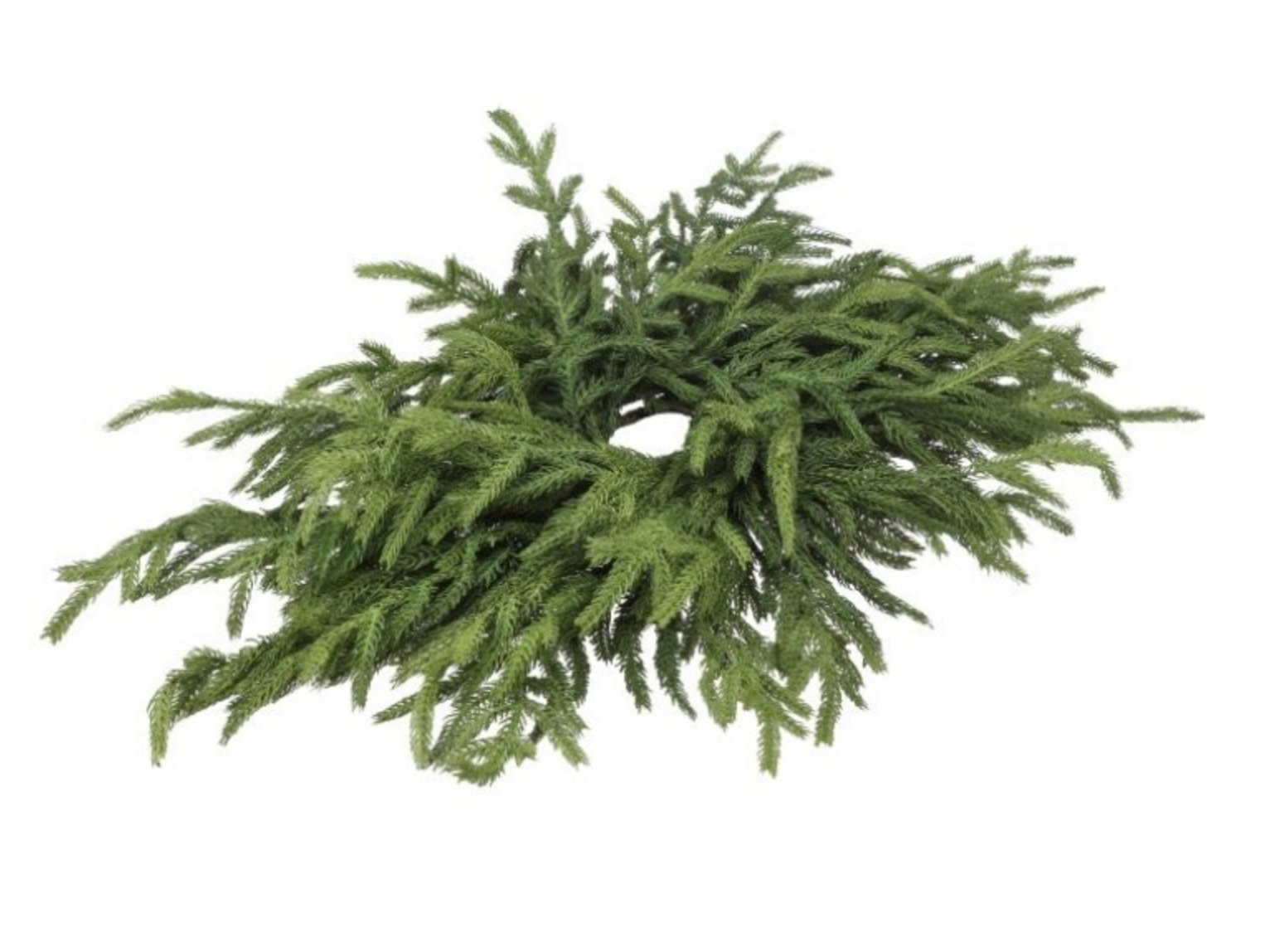 *ONLINE EXCLUSIVE!* 24" JUST CUT NORFOLK PINE CENTERPIECE