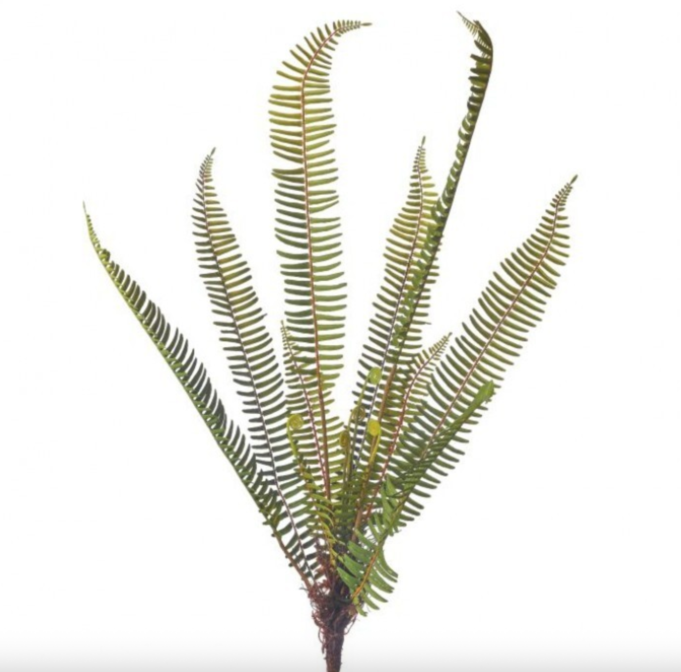 ROOTED FERN PLANT 31"