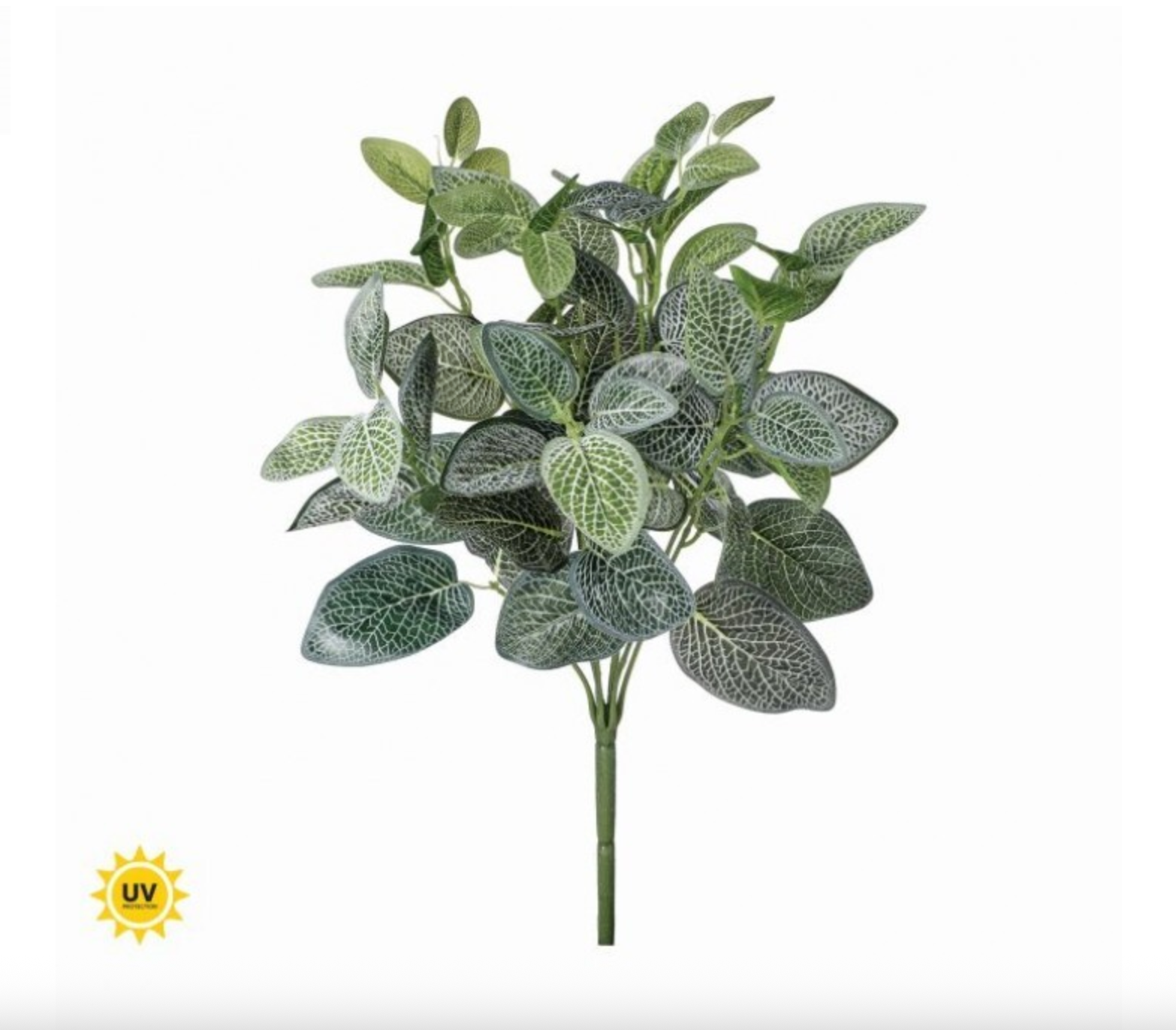 17" UV TREATED FITTONIA BUSH