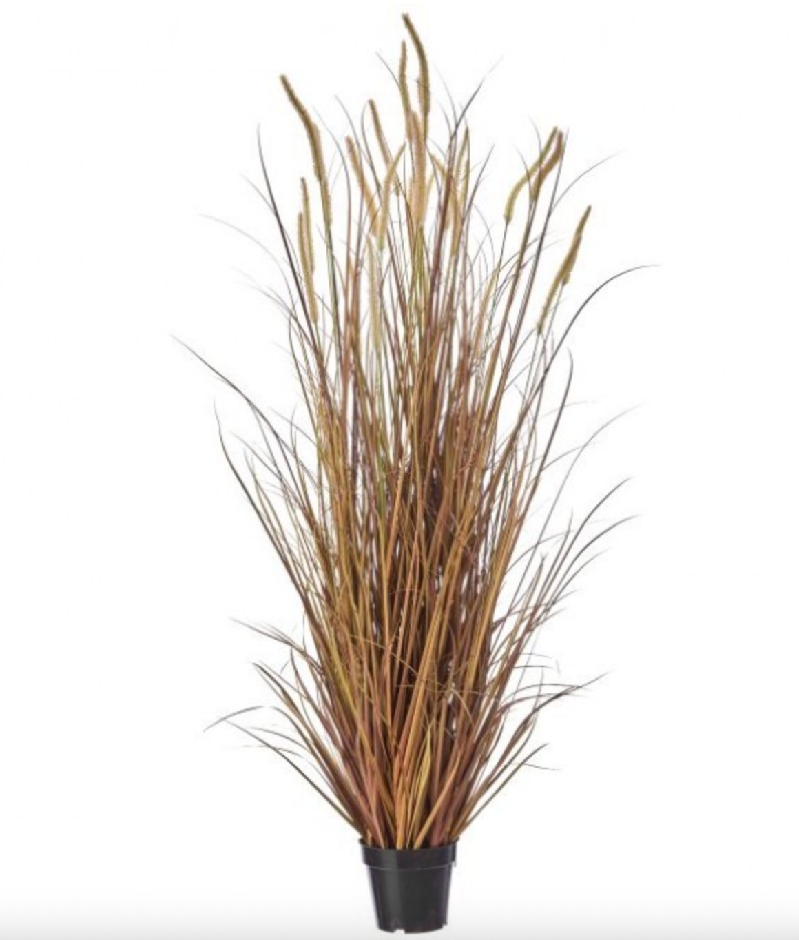 60" UV POTTED AUTUMN FOUNTAIN PLUME GRASS