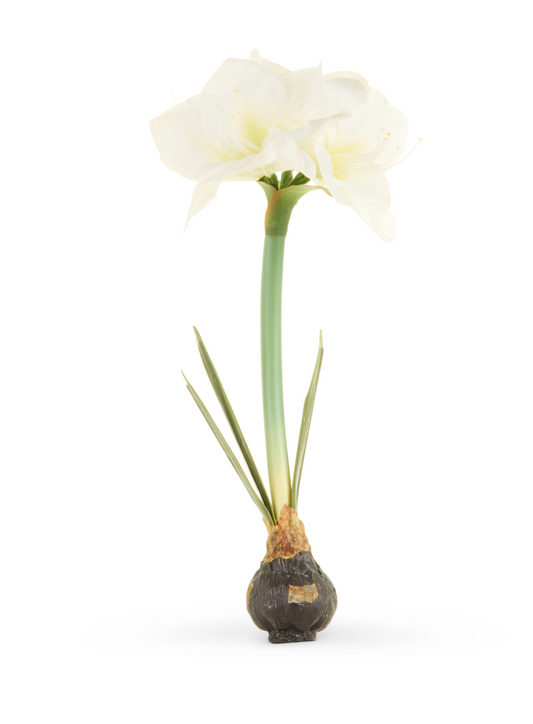 19" Real Touch White Amaryllis Bulb