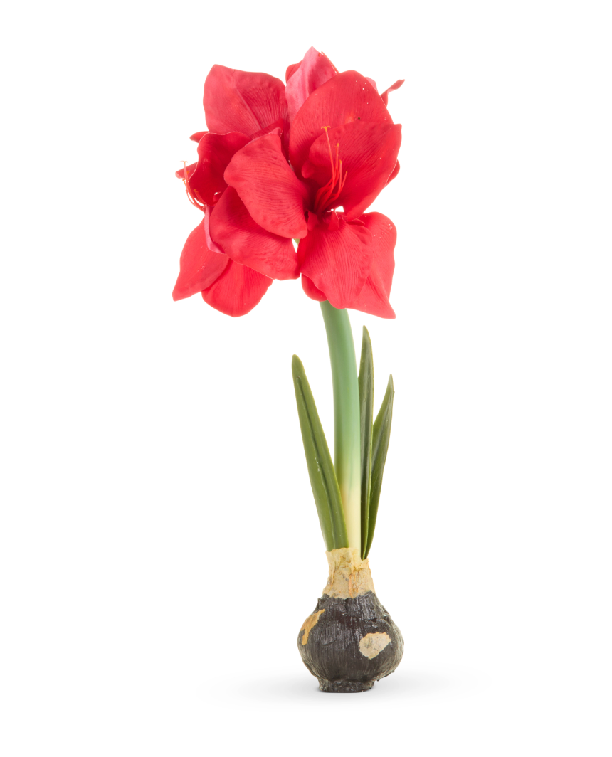 19" Real Touch Red Amaryllis Bulb