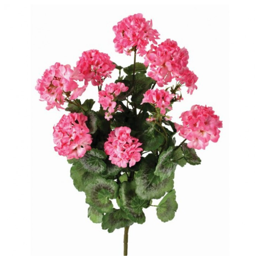 24" Summer Geranium Plant