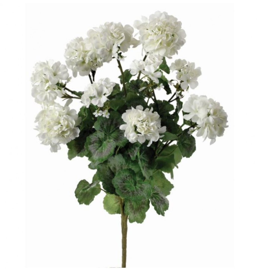 24" Summer Geranium Plant