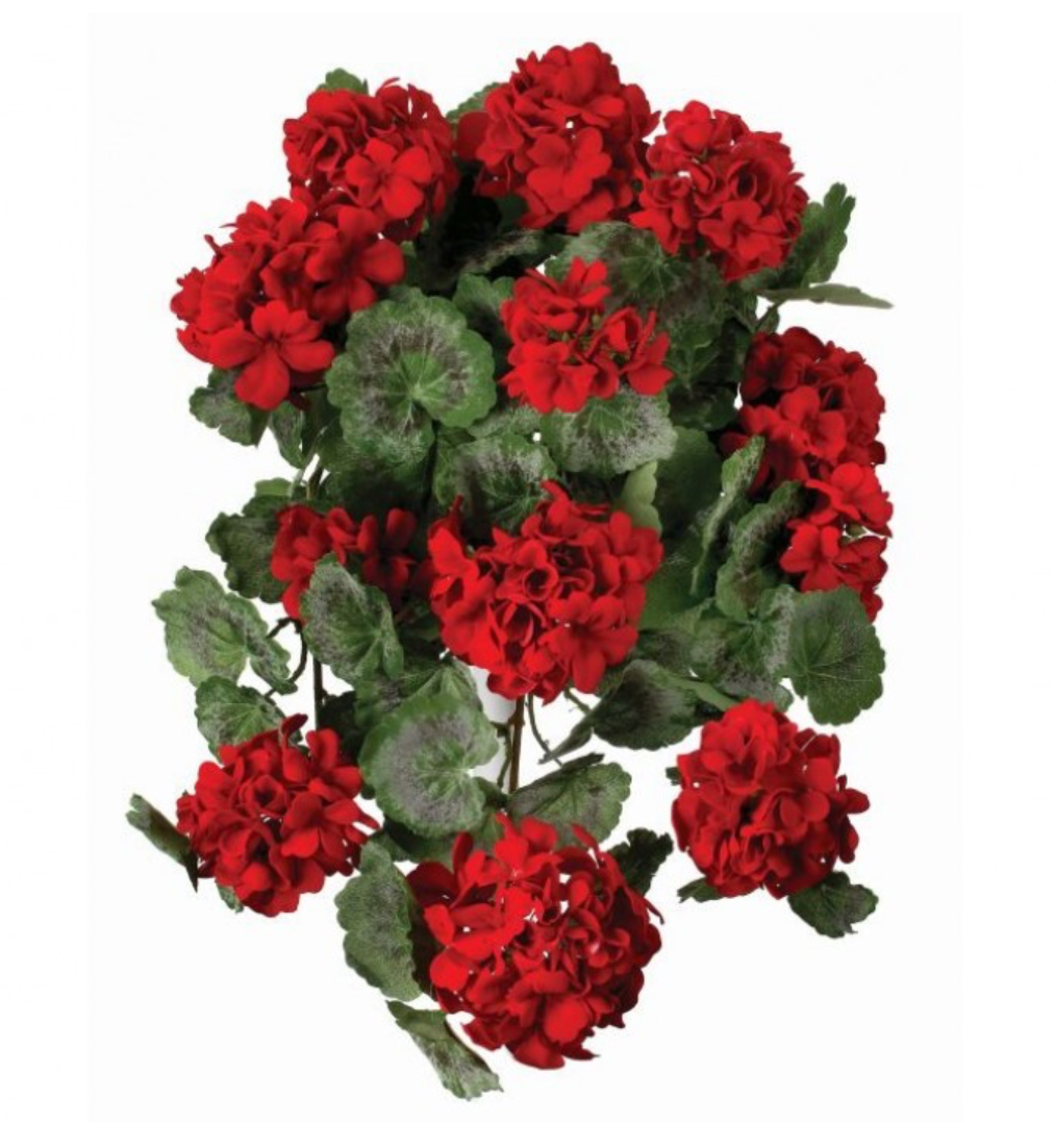 22" Hanging Summer Geranium Plant