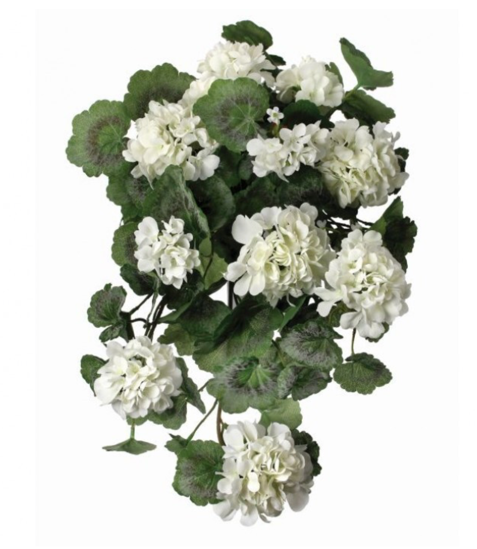 22" Hanging Summer Geranium Plant