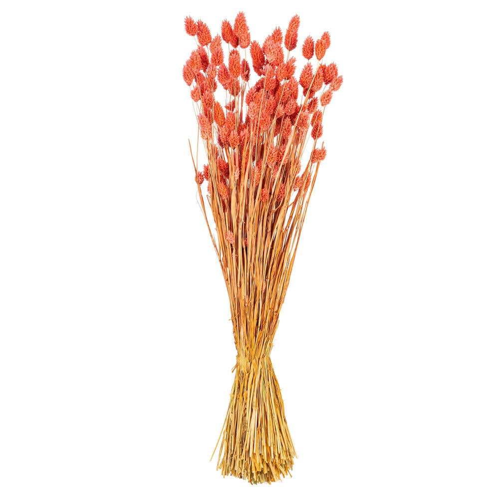 26" Dried Pink Phalaris Bunch, 7 oz.