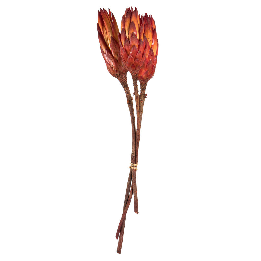 8-12" Red (Natural) Repen - Natural Stem