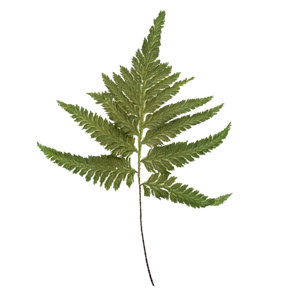 8-12" Oasis Green Plumaria Fern Stems, 6 per pack, Preserved