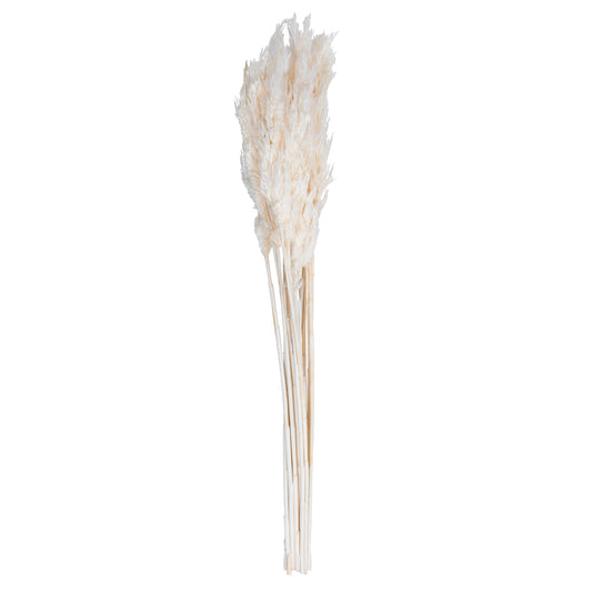 36" Bleached Plume Reed Bundle (15-20 stems), Preserved