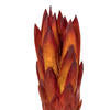 8-12" Red (Natural) Repen - Natural Stem