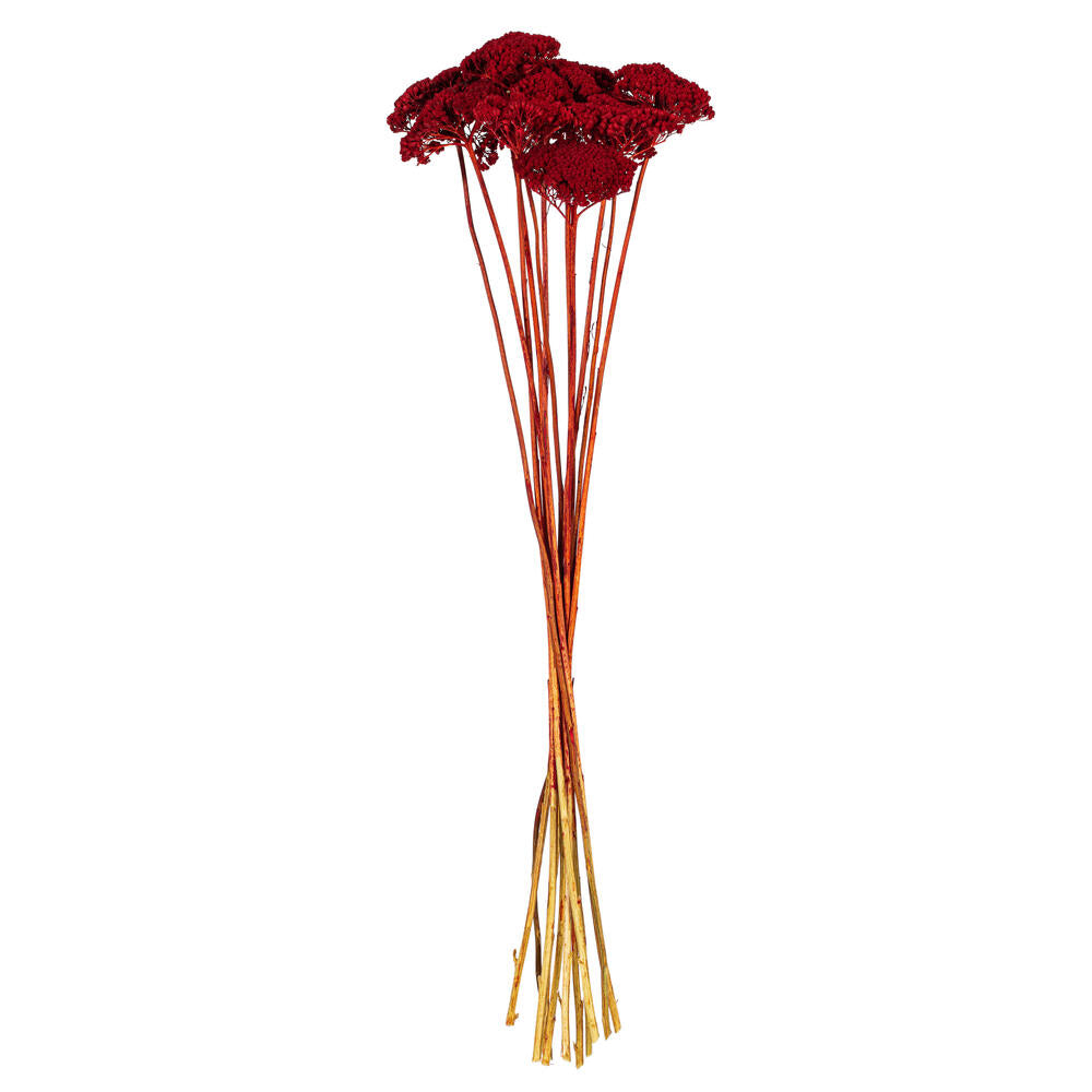 24" Dried Red Yarrow Achillea Parker Bunch, 2 oz.
