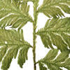 8-12" Oasis Green Plumaria Fern Stems, 6 per pack, Preserved