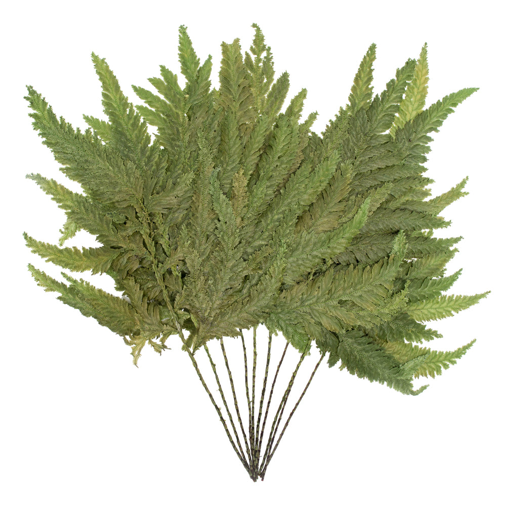 8-12" Oasis Green Plumaria Fern Stems, 6 per pack, Preserved