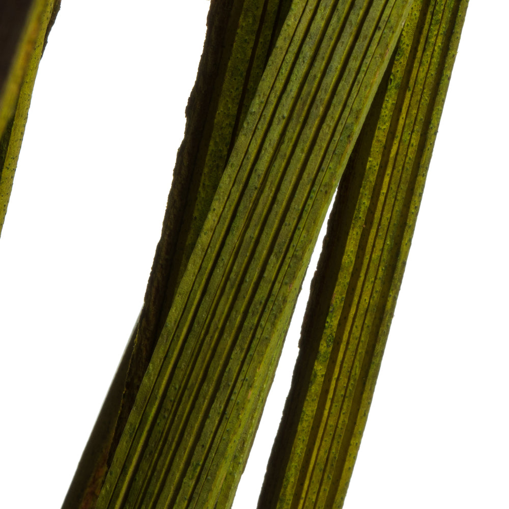 28" Basil Splinter Grass, 11 oz Bundle, Dried