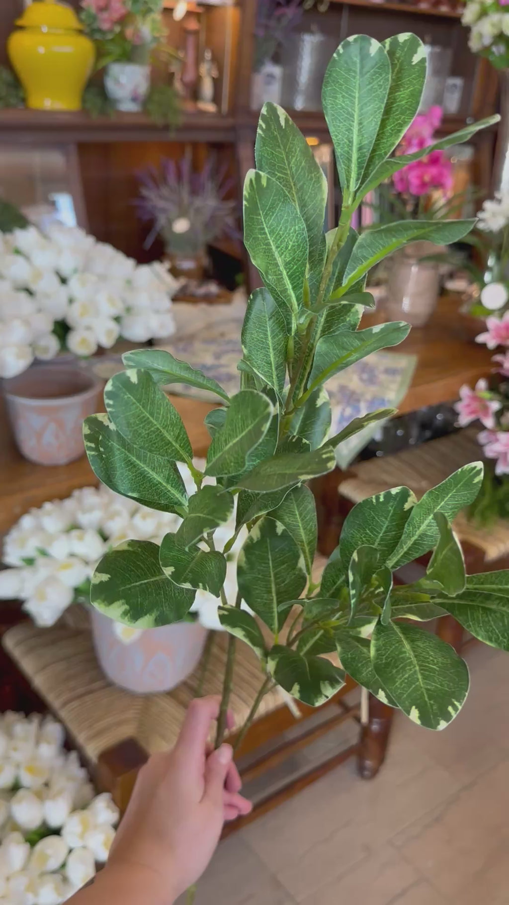 30" Pittosporum Spray