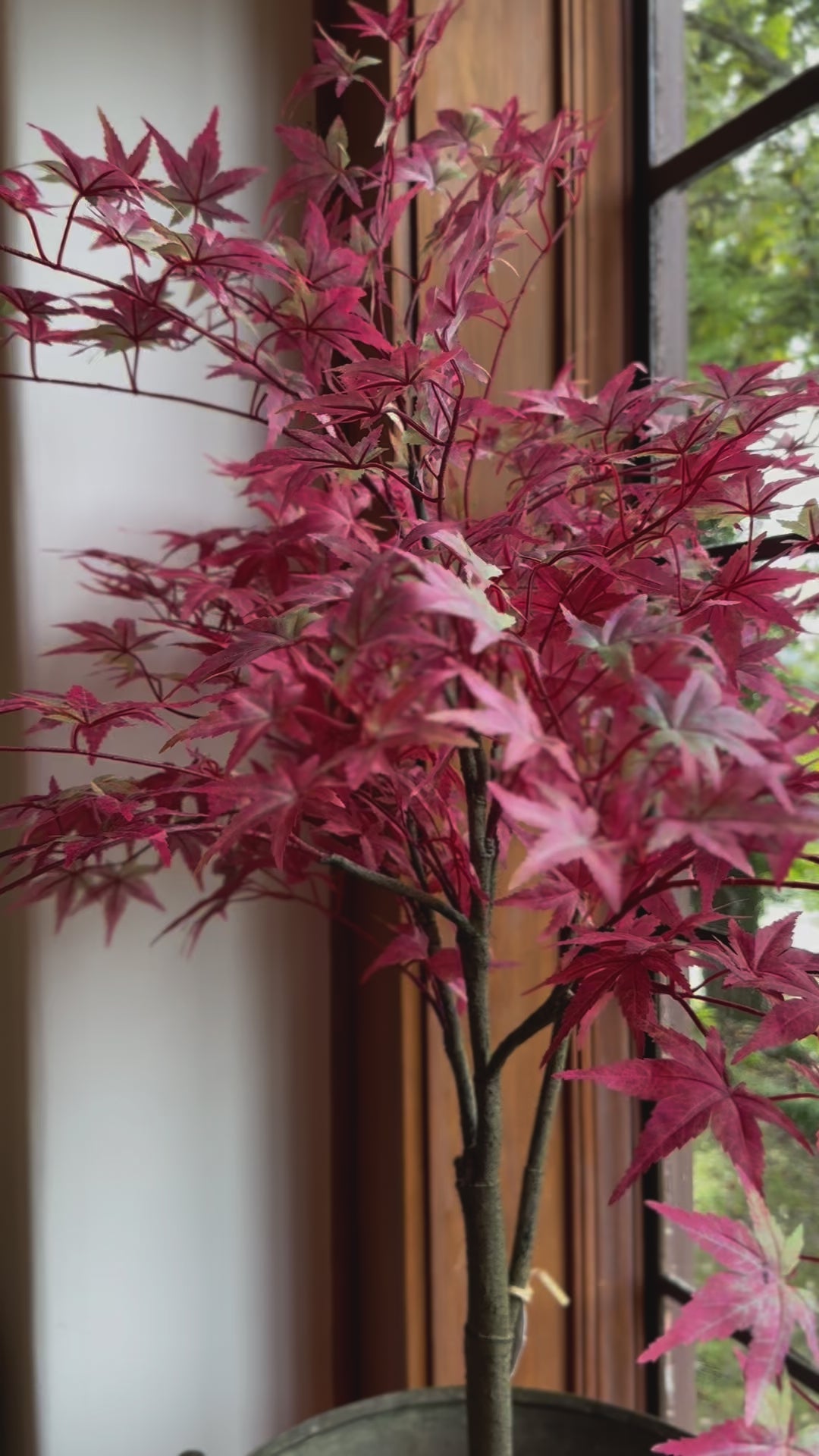4' Japanese Maple Tree