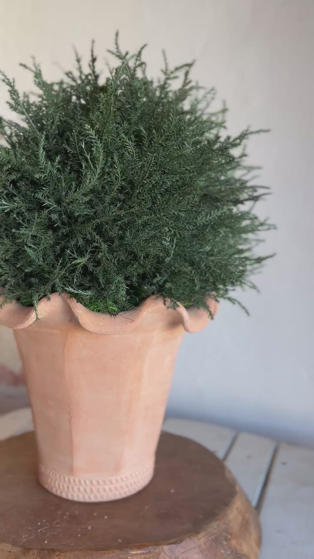 Botanical Colletion- Evergreen in Terracotta