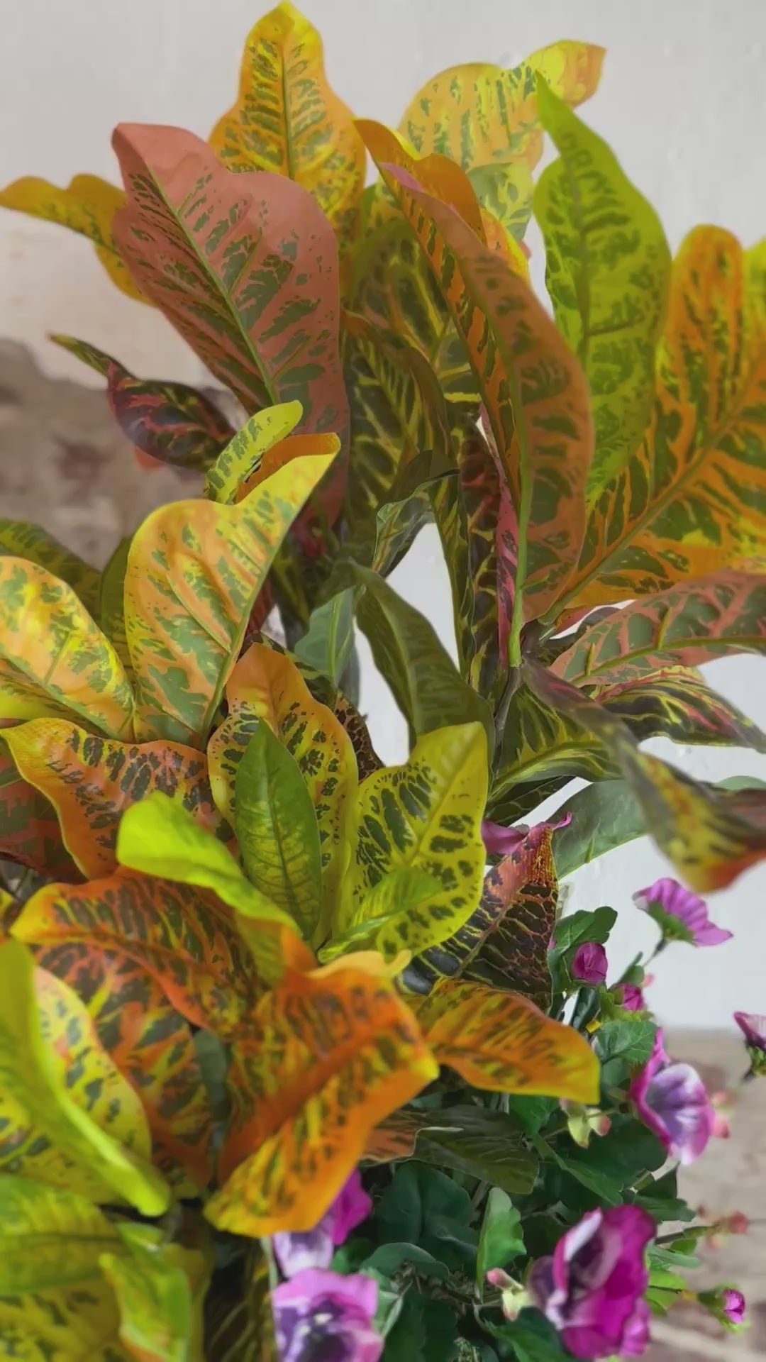 Croton Arrangement