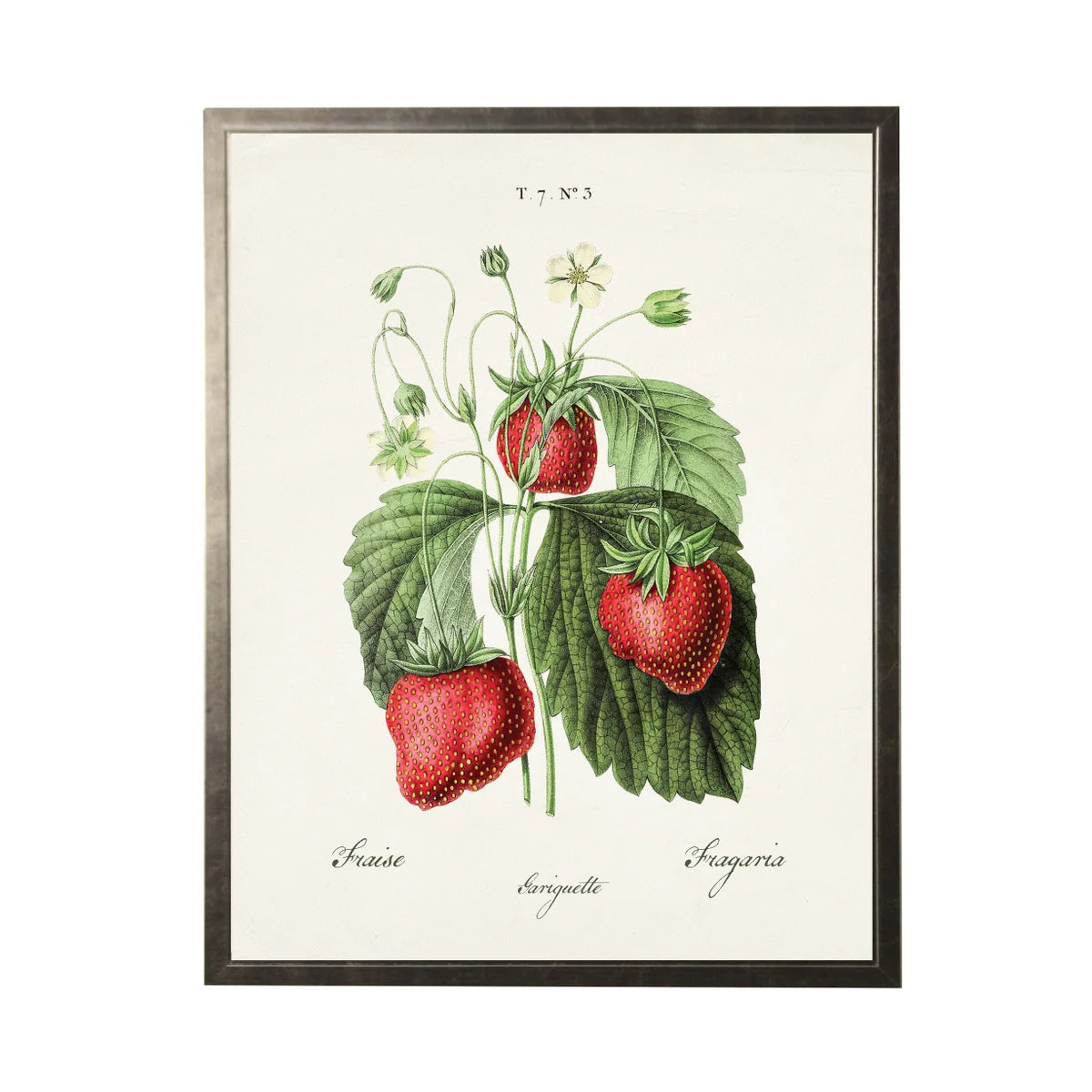 Strawberries Vintage Bookplate