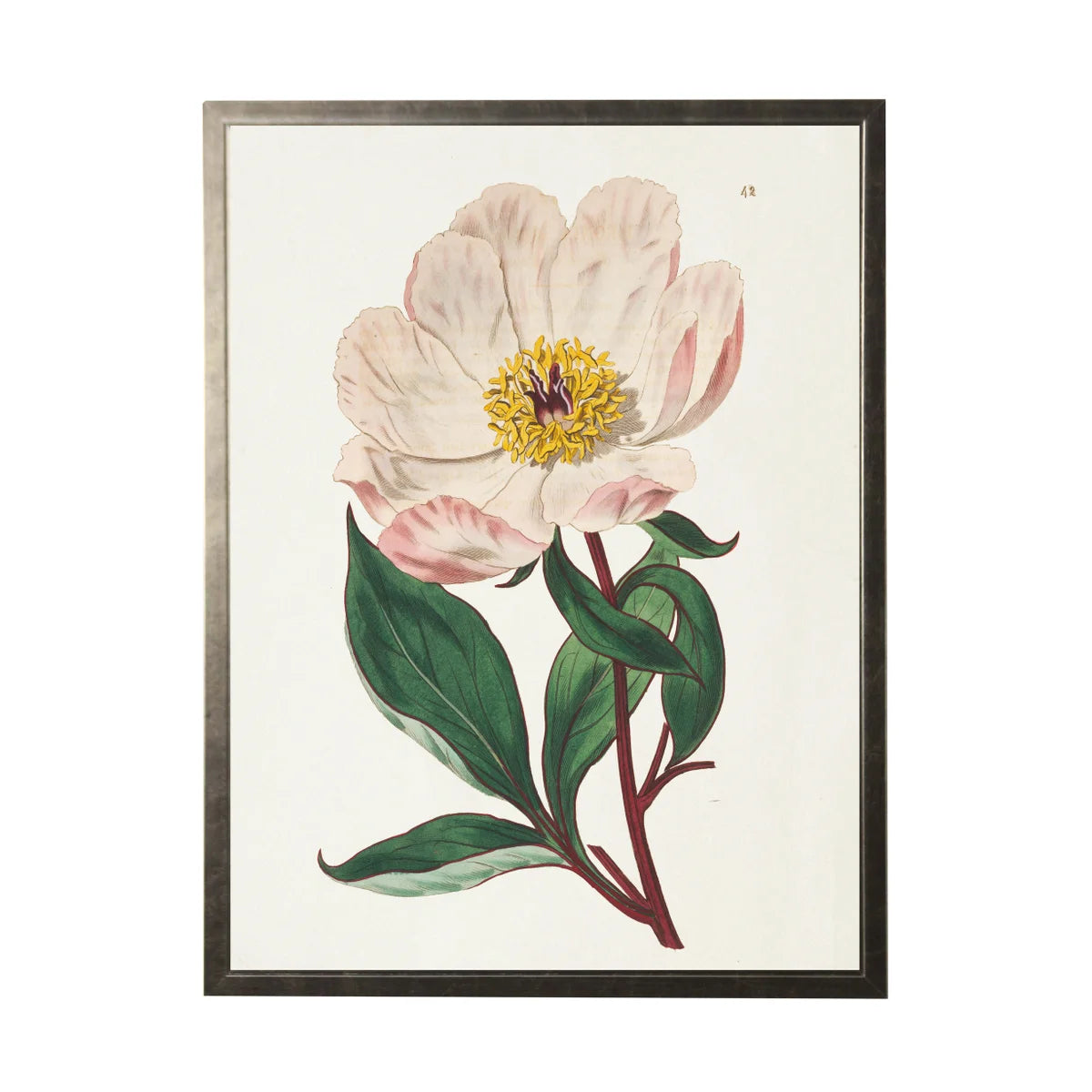 Vintage White & Pink Flower Bookplate